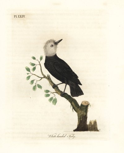 Tirano do pântano de cabeça branca, Arundinicola leucocephala (Tody de cabeça branca, Todus leucocephalus). Placa de cobre colorida à mão desenhada e gravada por John Latham de sua própria A General History of Birds, Winchester de John Latham