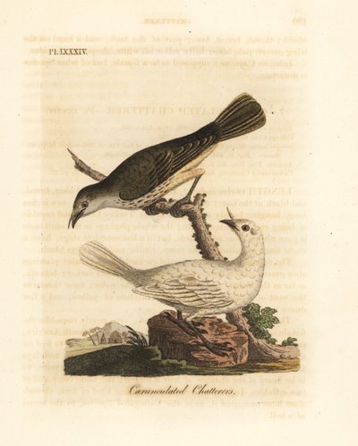 Campainha branca, Procnias albus, macho e fêmea (chatador carunculado, Ampelis carunculata). Placa de cobre colorida à mão desenhada e gravada por John Latham de sua própria A General History of Birds, Winchester de John Latham