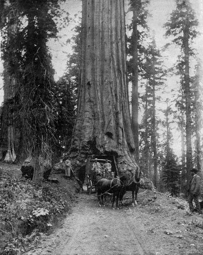 Grande árvore (sequóia): a "wawona" em Mariposa Grove na Califórnia (foto a p/b) de John Lawson Stoddard