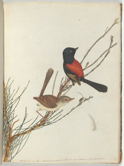 Toutinegra vermelha e vermelha. Lewis, John Aves de New South Wales com sua história natural. Sydney- G de John William Lewin