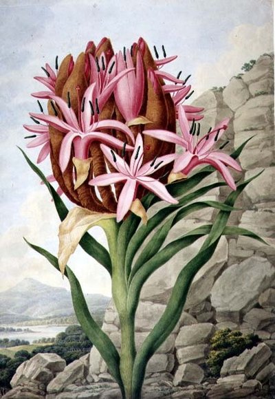 PD.757-1973 Spear Lily (Doryanthes excellsa) de John Lindley