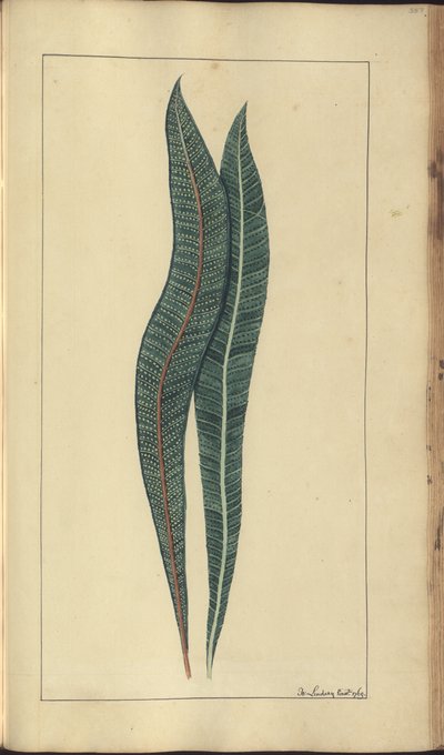 Uma página de &39;Elegâncias da Jamaica&39;, 357 de John Lindsay
