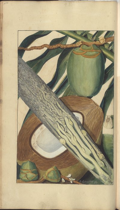 Uma página de &39;Elegâncias da Jamaica&39;, 406 de John Lindsay