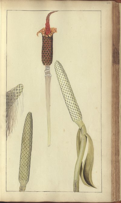 Uma página de &39;Elegâncias da Jamaica&39;, 423 de John Lindsay