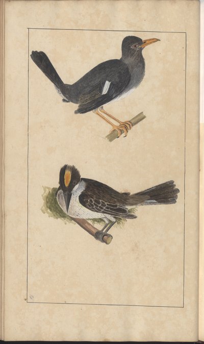 Uma página de &39;Elegancies of Jamaica&39;, Vol V de John Lindsay