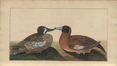 Uma página de &39;Elegancies of Jamaica&39;, Vol V, 4 de John Lindsay