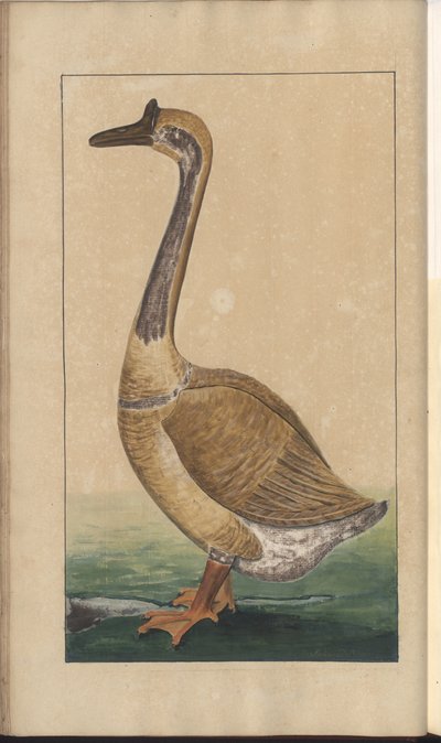 Uma página de &39;Elegancies of Jamaica&39;, Vol V, 7 de John Lindsay