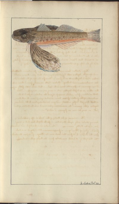 Lindsay Drawings Vol. VII de John Lindsay