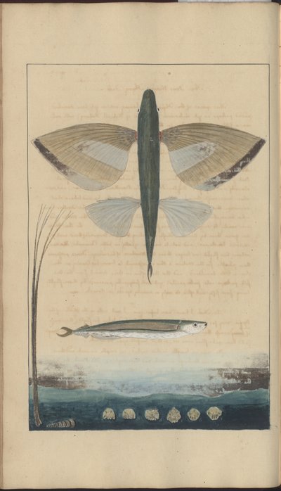 Lindsay Drawings Vol. VII de John Lindsay