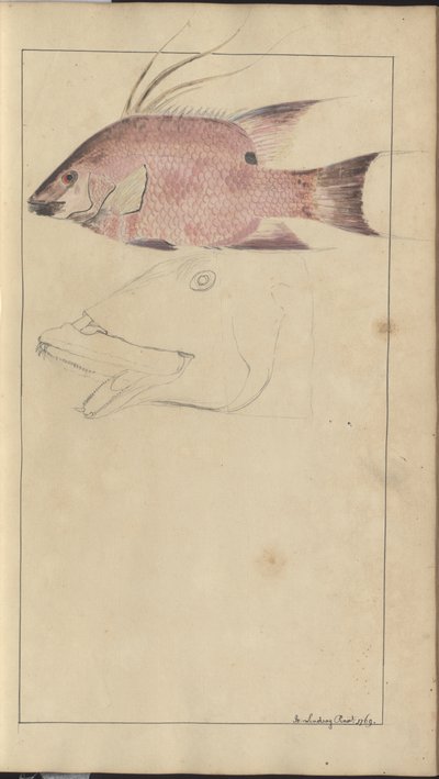 Lindsay Drawings Vol. VII de John Lindsay