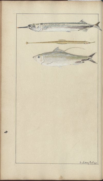 Lindsay Drawings Vol. VII de John Lindsay