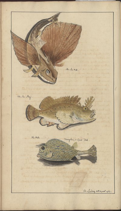 Lindsay Drawings Vol. VII de John Lindsay