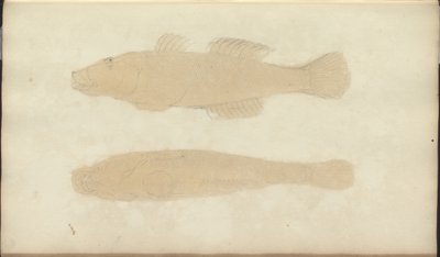 Lindsay Drawings Vol. VII, 21 de John Lindsay