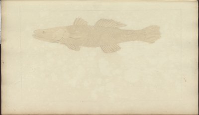 Lindsay Drawings Vol. VII, 22 de John Lindsay