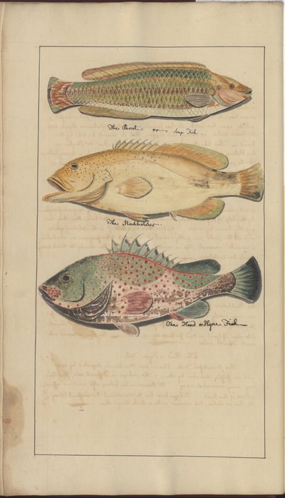 Desenhos de Lindsay Vol. VII, 4 de John Lindsay
