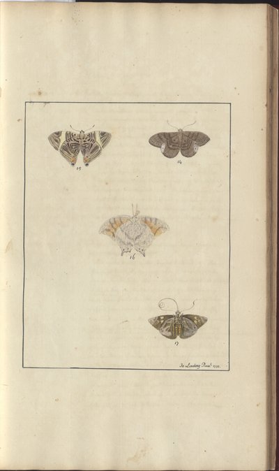 Desenhos de Lindsay Vol. VI, 42 de John Lindsay