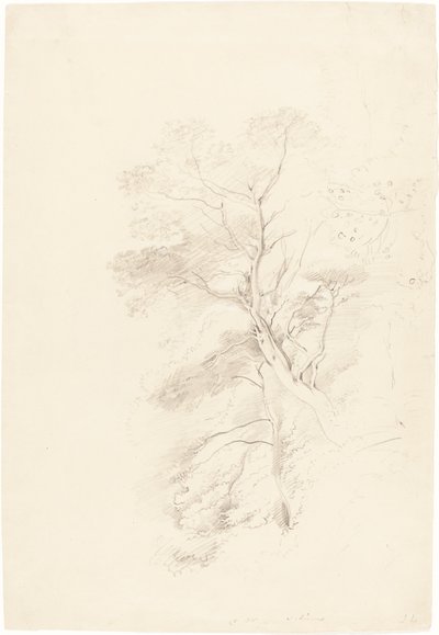 Uma madeira de faia de John Linnell