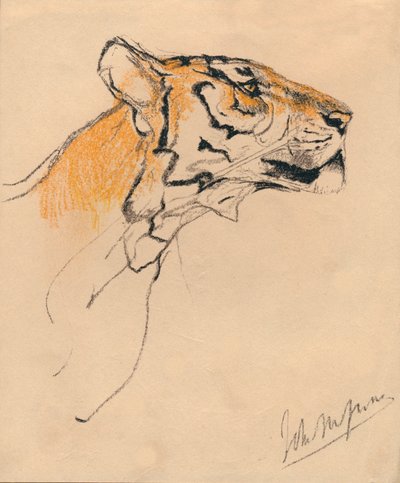 Cabeça de um tigre, c1910 de John Macallan Swan