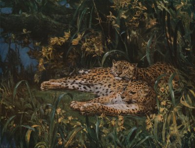Leopardos indianos, final do século XIX-início do século XX, c1930. de John Macallan Swan