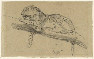 Estudo de um leopardo, deitado sobre um ramo de John Macallan Swan