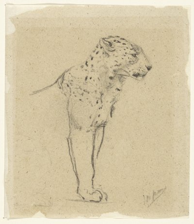 Estudo de um leopardo de pé de John Macallan Swan
