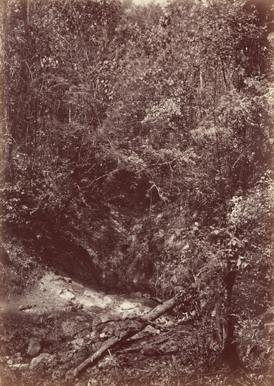Expedição Darien, 1871 (foto) de John Moran