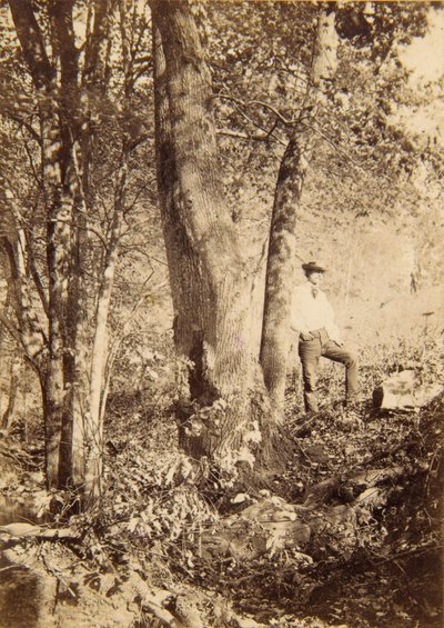 Tacony Creek, Magnolia Poplar de John Moran