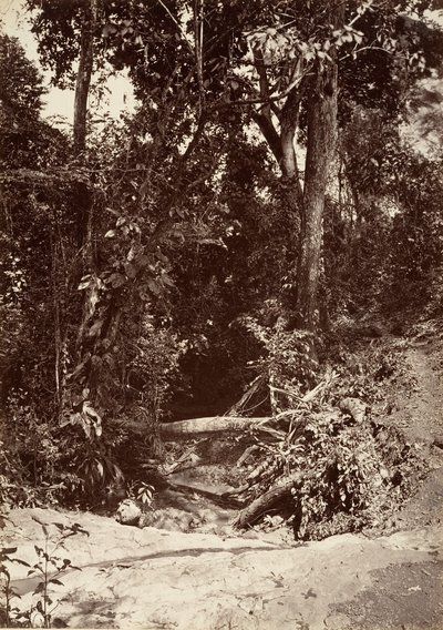 Tropical Scenery, The Brook El Bano, Chipigana, 1871. de John Moran