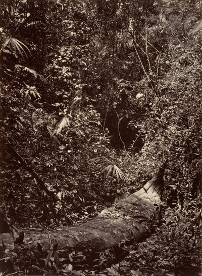 Tropical Scenery, Tropical Forest, 1871. de John Moran