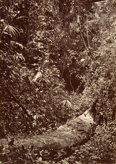 Tropical Scenery, Tropical Forest, 1871. de John Moran