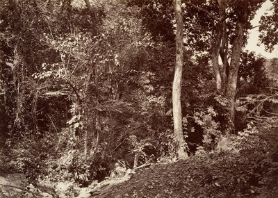 Tropical Scenery, View Near Chipigana, 1871. de John Moran