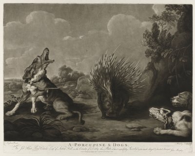 Porcupine e três cães
A Porcupine & Dogs (título sobre o objecto) de John Murphy