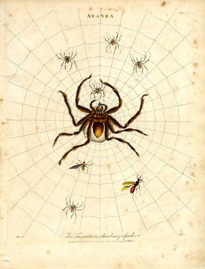 ARANEA: A Fasciata ou Aranha da Barbária de John Pass