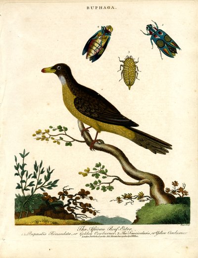 Búfalo africano (Buphaga) e escaravelhos-joia de John Pass