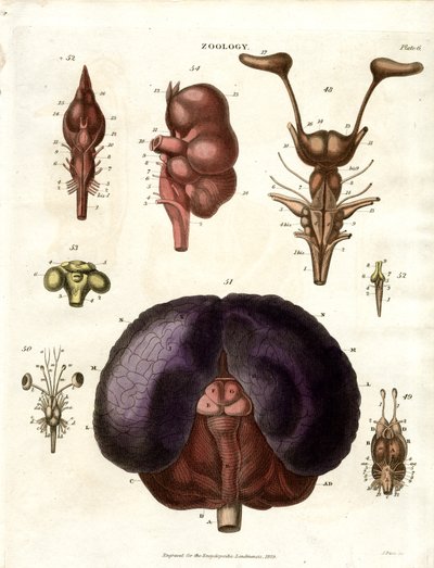 Ilustrações anatómicas do cérebro e do sistema nervoso (placa 6) de John Pass