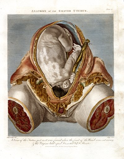 Anatomia do útero gravídico de John Pass