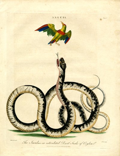 Anguis: Cobra Jaculus e Pássaro Colorido de John Pass