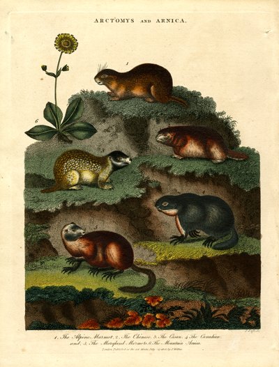 Arctomys e Arnica (Marmotas e Arnica) de John Pass