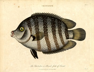Peixe-banda de Surat de John Pass