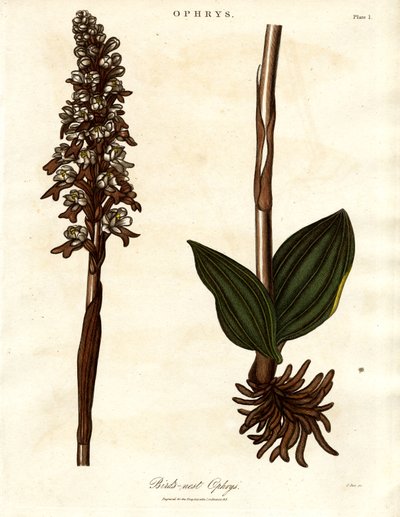 Ninho de pássaro Ophrys de John Pass