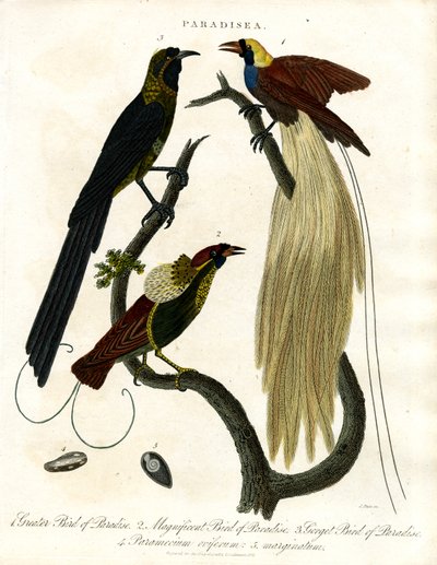 Aves do Paraíso (Paradisea) de John Pass