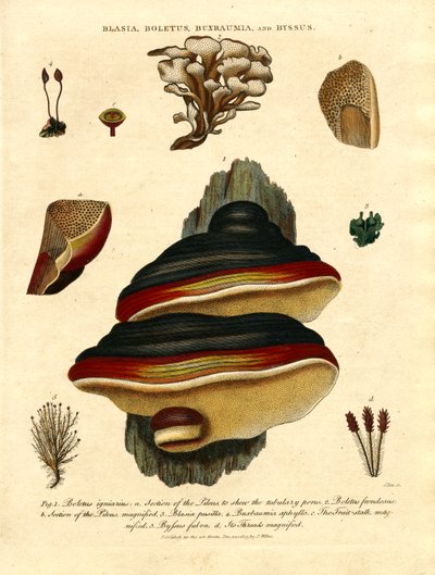 Blasia;Boletus;Buxbaumia;e Byssus de John Pass