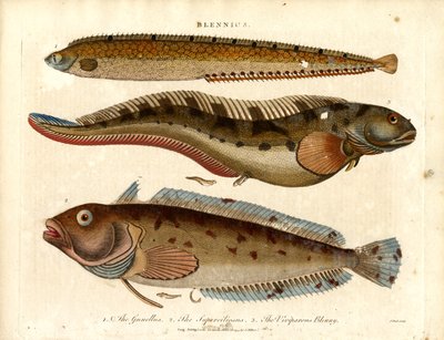 Blennies (Blennius) de John Pass