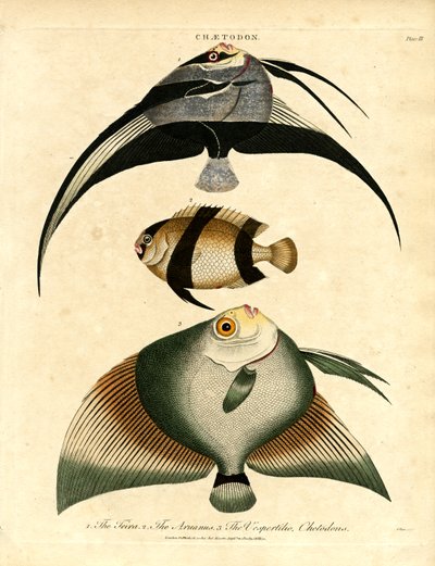 Peixe-borboleta: Freira;Acuauna e Vespertilio de John Pass