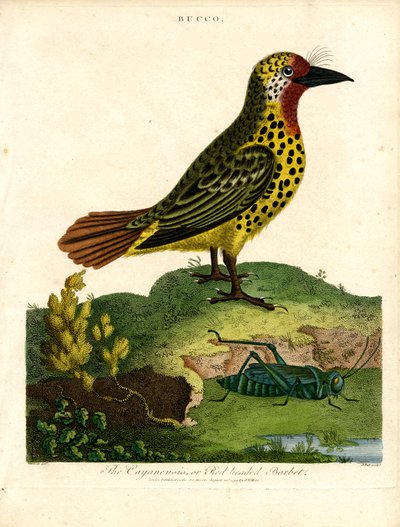 Barbete de Caiena (Bucco) de John Pass