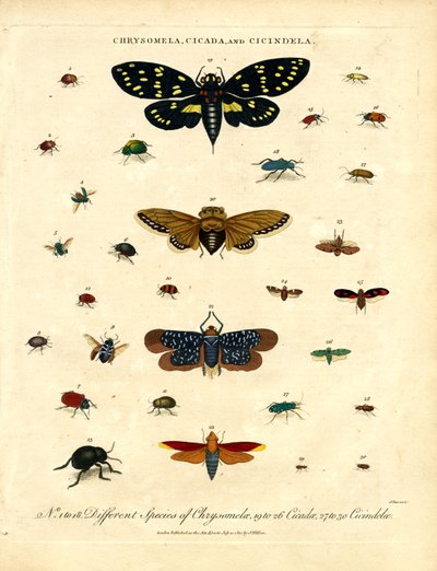Chrysomela;Cigarra e Cicindela de John Pass