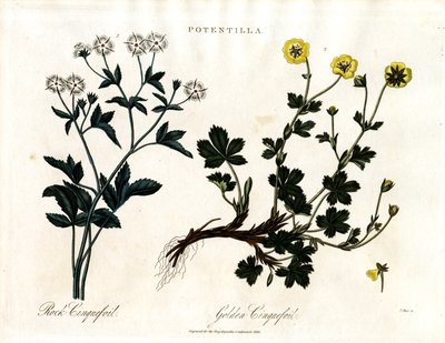 Cinquefoil Espécies de John Pass