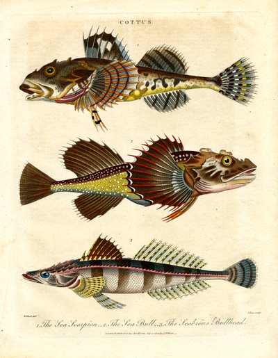 Cottus - Esculápios e escorpiões marinhos de John Pass