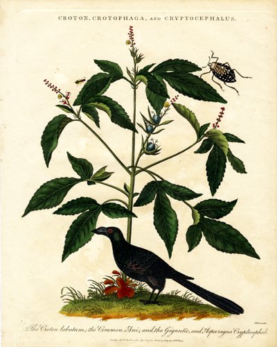 Croton;Crotophaga;e Cryptocephalus de John Pass