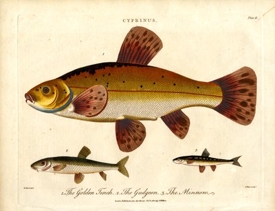 Cyprinus: Tenca dourada; peixe-galo e peixe-anão de John Pass